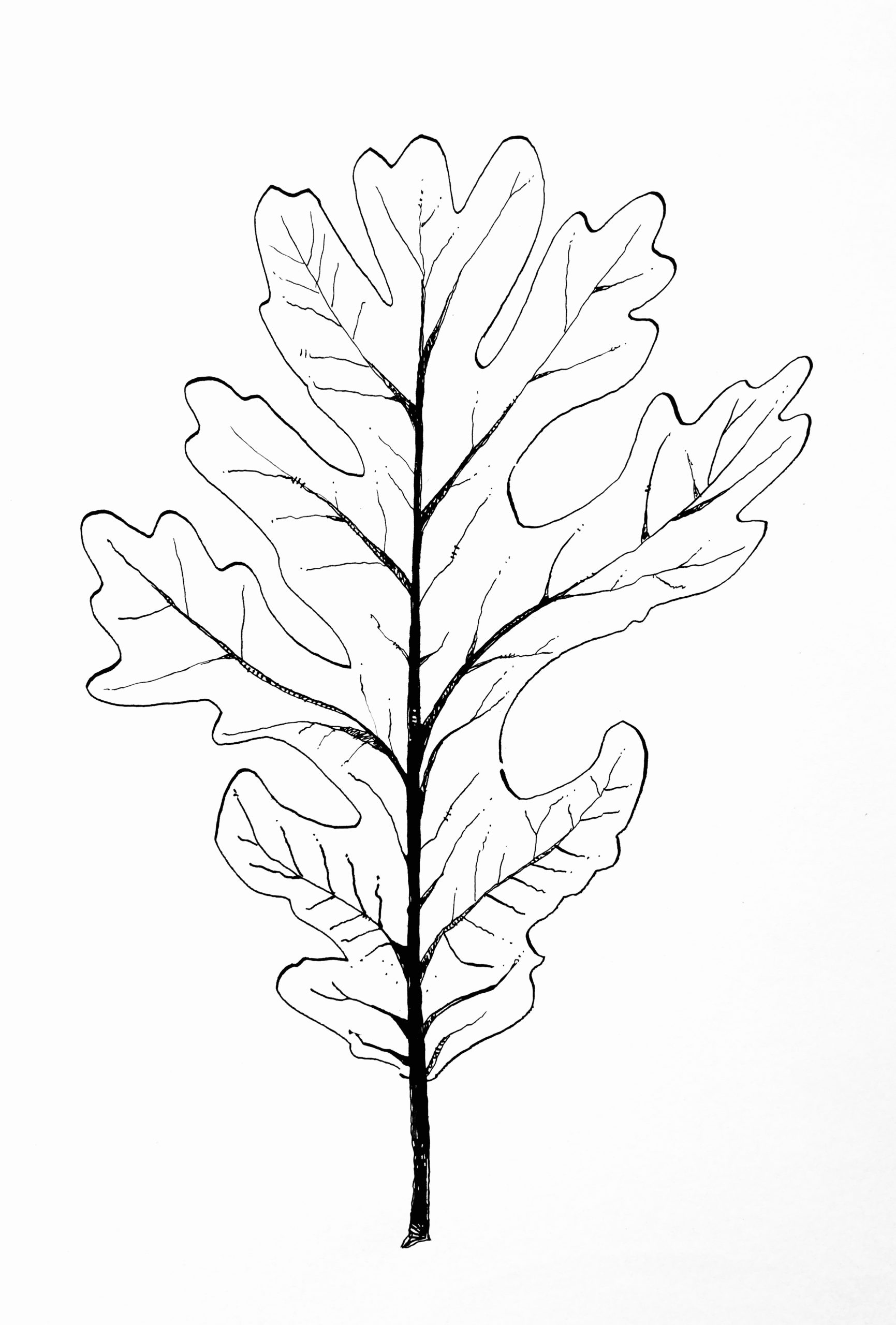 leafoak